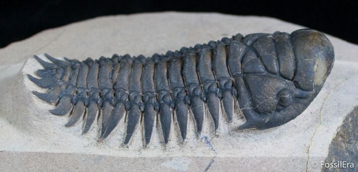 Exceptional Crotalocephalina Trilobite Specimen #2981